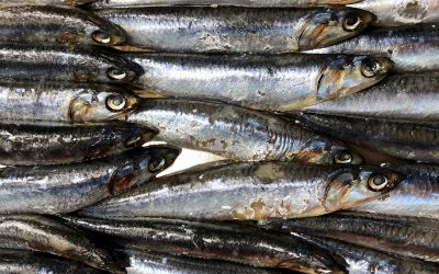 Zjadasz 2-3 porcje ryb tygodniowo? Sprawdź dlaczego warto zadbać o podaż kwasów omega 3!